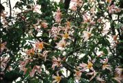 Blüten des Flaschenbaumes